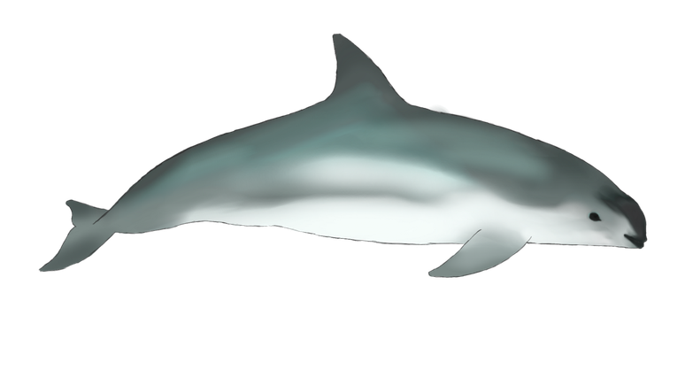 Vaquita, the whale considered the most endangered animal Vaquita, the whale considered the most endangered animal
