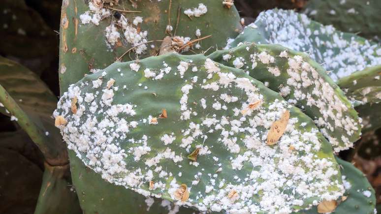 A cochonilha desempenha um papel decisivo na formula&ccedil;&atilde;o de muitos produtos aliment&iacute;cios, gra&ccedil;as &agrave; extra&ccedil;&atilde;o do &aacute;cido carm&iacute;nico &ndash; depositphotos.com / alfredosaz.gmail.com