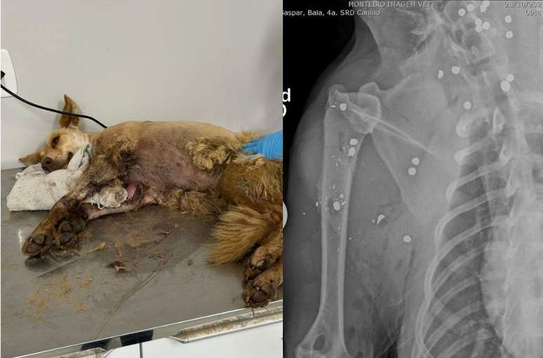 Cadela foi encontrada com mais de 20 balas de chumbinho pelo corpo 