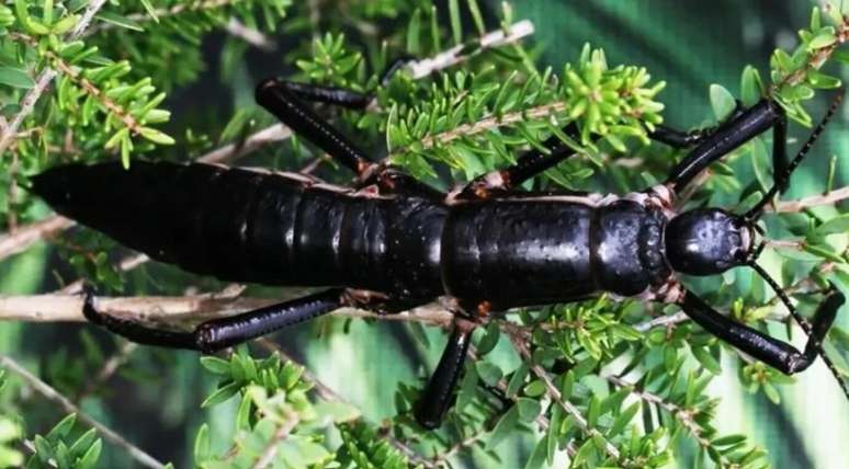 Diante da ameaça de extinção total, instituições ao redor do mundo se mobilizaram para garantir a sobrevivência do bicho-pau – Rohan Cleave/Melbourne Zoo