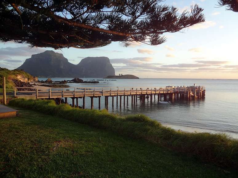 Com origem na remota Ilha de Lord Howe, no Mar da Tasmânia, próximo à costa da Austrália, esse inseto desafia as expectativas de sobrevivência em condições adversas – Inas66/Wikimedia Commons