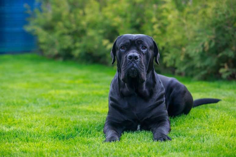 O cane corso tende a ser mais pesado e largo 