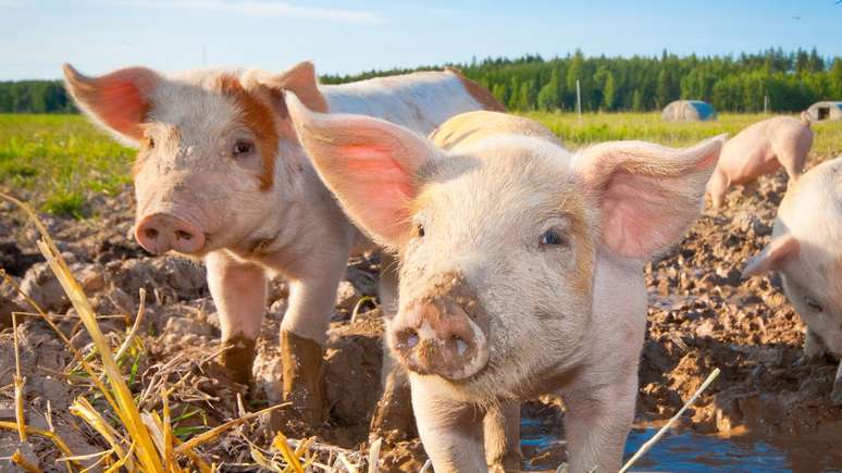 Pigs are recognized for their efficiency in feed conversion – depositphotos.com/taxzi Pigs are recognized for their efficiency in feed conversion – depositphotos.com/taxzi