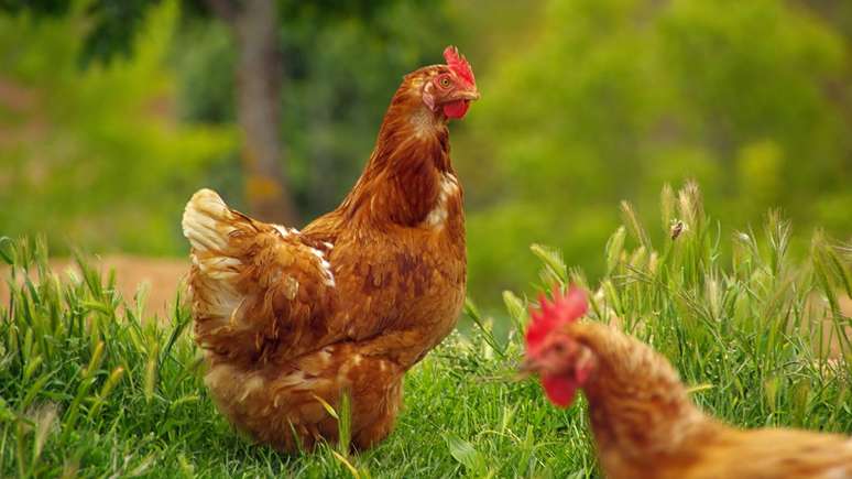 This is the most productive animal for humans