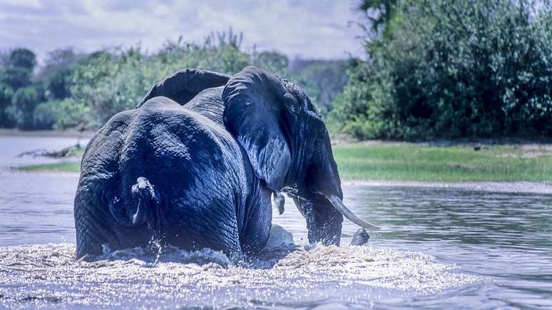 A longa gravidez das elefantas est&aacute; ligada ao tamanho do corpo, ao desenvolvimento cerebral do filhote e &agrave;s estrat&eacute;gias evolutivas de sobreviv&ecirc;ncia &ndash; depositphotos.com / giamplume