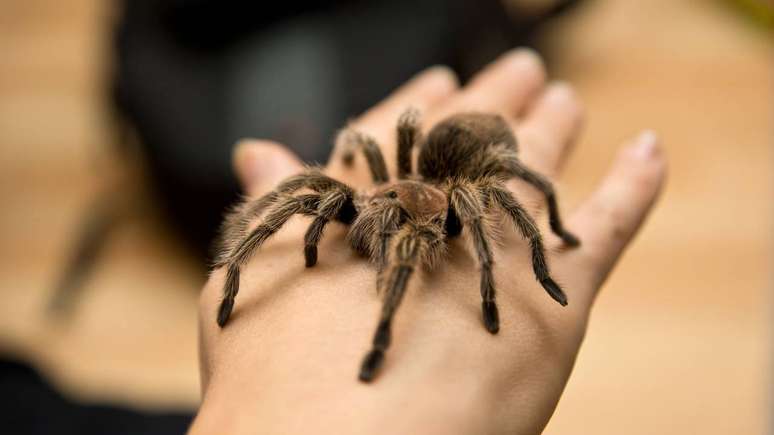 Pet tarantulas: the charm of an unusual pet Pet tarantulas: the charm of an unusual pet