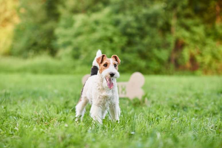 The wire fox terrier is courageous, playful and loves outdoor activities. The wire fox terrier is courageous, playful and loves outdoor activities.