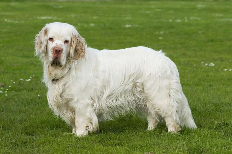 The Clumber Spaniel is docile and loyal and prefers peaceful coexistence with its owner. The Clumber Spaniel is docile and loyal and prefers peaceful coexistence with its owner.