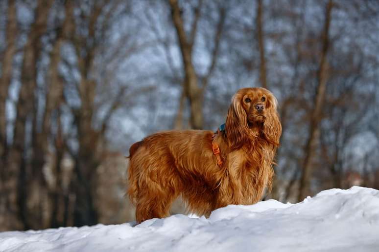 The English Cocker Spaniel is an energetic, happy dog and very attached to his family. The English Cocker Spaniel is an energetic, happy dog and very attached to his family.