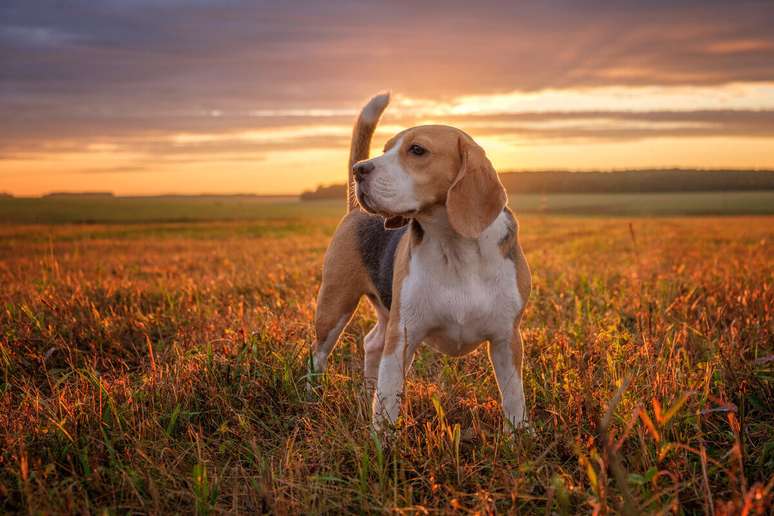 The beagle is a curious, independent and sociable breed The beagle is a curious, independent and sociable breed