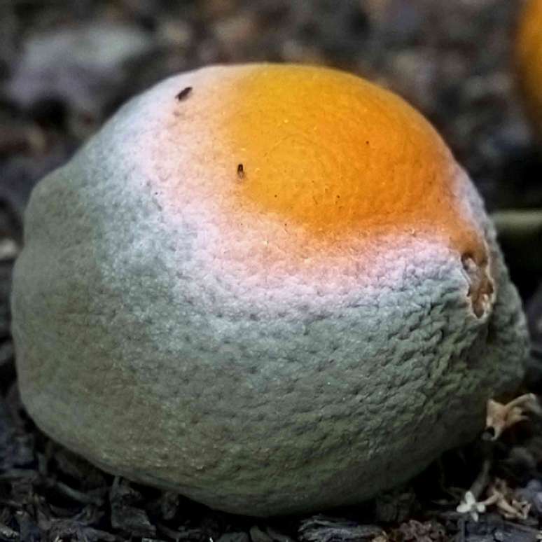 Mofo verde e branco em uma laranja