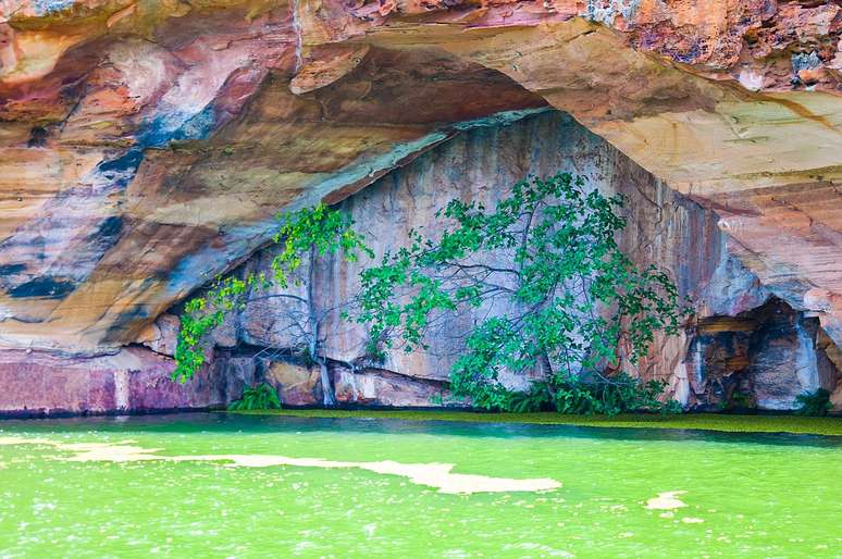 &Aacute;rvore da Vida, no Rio S&atilde;o Francisco &ndash; Wikimedia Commons/Eduardo Ant&ocirc;nio de Lucena Lisboa