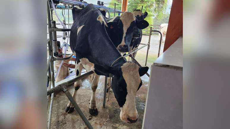 The cows receive special treatments at milking, which takes place twice a day