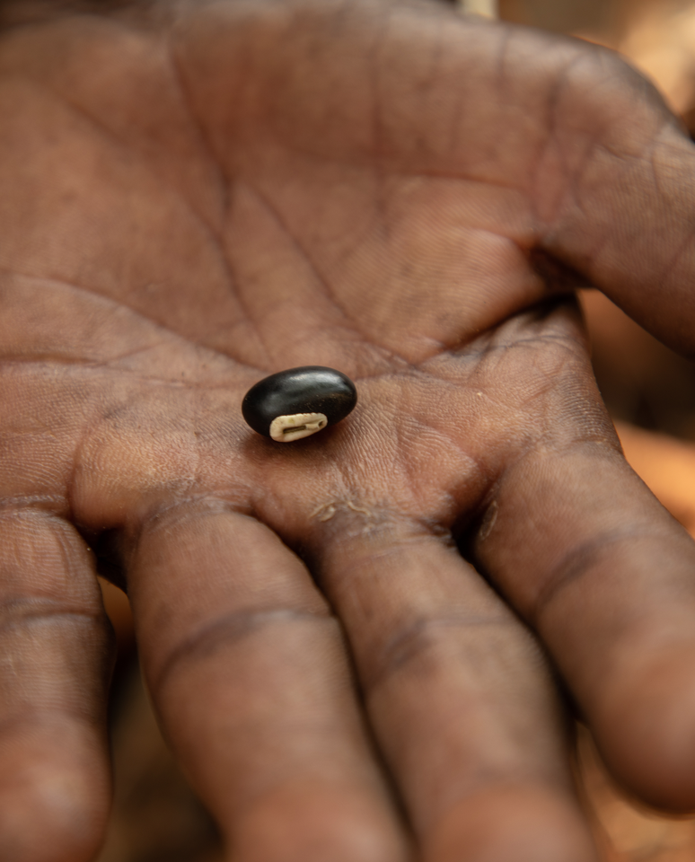 Por meio da técnica da muvuca de sementes, os coletores reúnem espécies com diferentes ciclos de vida e funções biológicas, cuidadosamente combinadas para recriar o equilíbrio natural de uma floresta