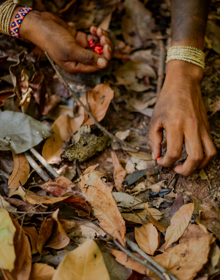 Na coleta de sementes, as comunidades indígenas se destacam por seu senso coletivo