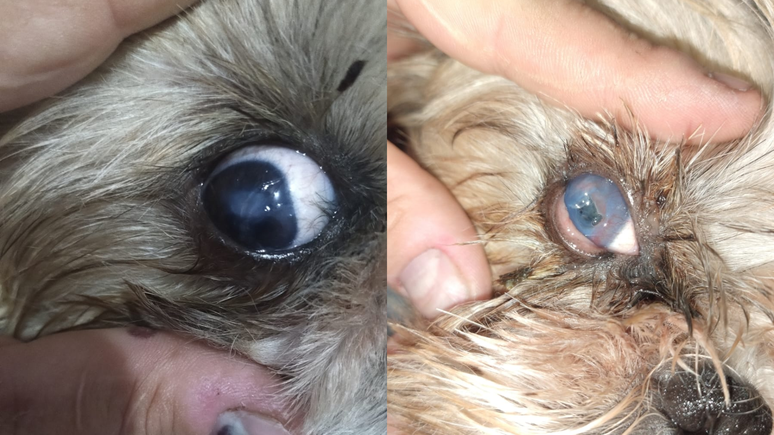 The Shih Tzu dog received contact lenses that restored his sight