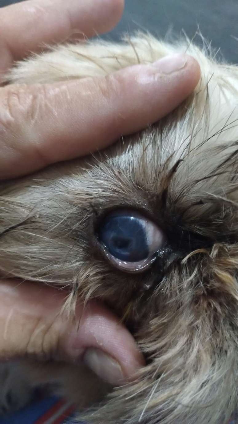 A five-year-old animal was unable to see due to a severe eye injury caused by an ectopic eyelash A five-year-old animal was unable to see due to a severe eye injury caused by an ectopic eyelash