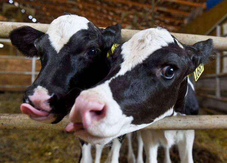 A carne argentina representa 2,1% do total das importa&ccedil;&otilde;es dos EUA