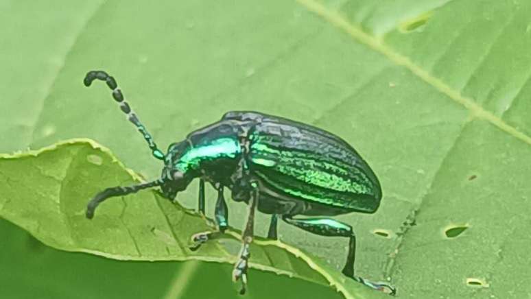 Os insetos tamb&eacute;m podem servir de fonte de informa&ccedil;&atilde;o