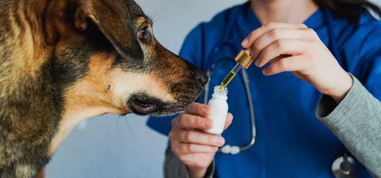 The course trains veterinarians to prescribe cannabis