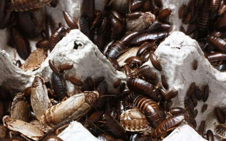 The best solution to get rid of cockroaches in your home is to clean the floor with these natural repellents The best solution to get rid of cockroaches in your home is to clean the floor with these natural repellents