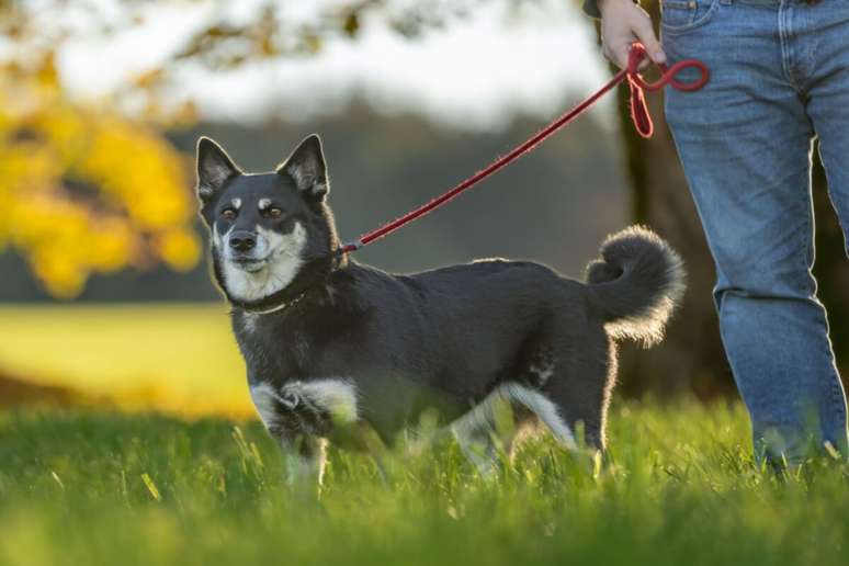 O pastor finland&ecirc;s da lap&ocirc;nia precisa de uma alimenta&ccedil;&atilde;o equilibrada e nutritiva 