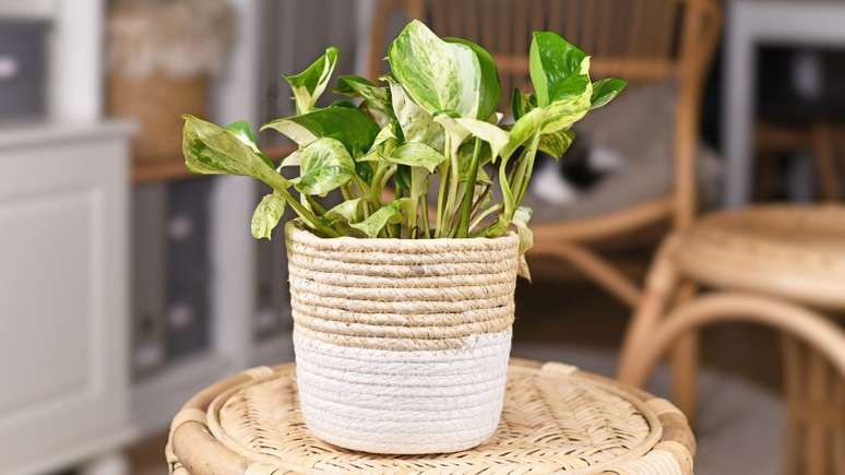 Confira dicas de plantas que atraem prosperidade, onde posicioná