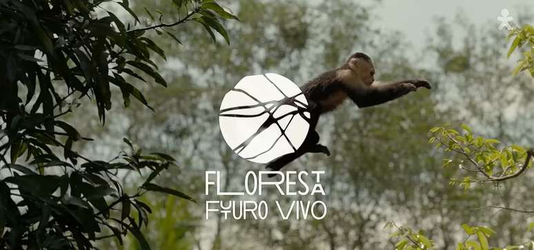 Projeto Floresta Futuro Vivo cuidará de uma área de 800 hectares na floresta amazônica