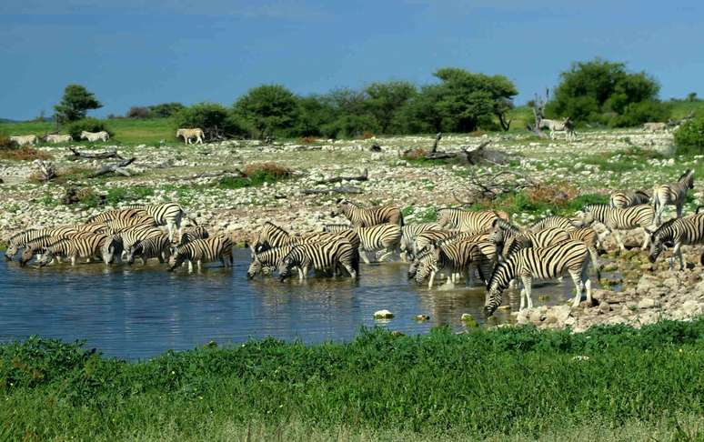 Etosha National Park, na Namíbia 