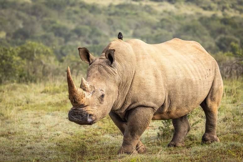 A estrutura espessa da pele protege o rinoceronte de galhos, espinhos e até mordidas de predadores 