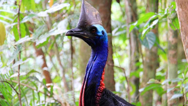 A ave &eacute; nativa de florestas tropicais da Austr&aacute;lia, Nova Guin&eacute; e ilhas circundantes &ndash;