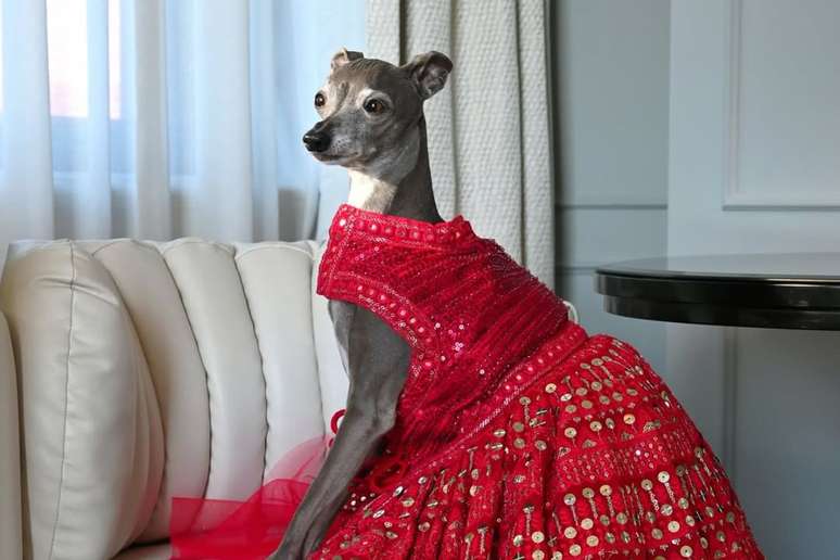 Tika the Iggy, cadela e influenciadora