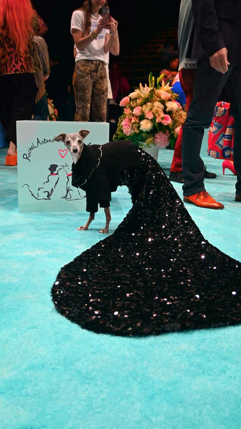 Tika the Iggy, cadela e influenciadora