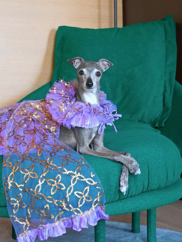 Tika the Iggy, cadela e influenciadora