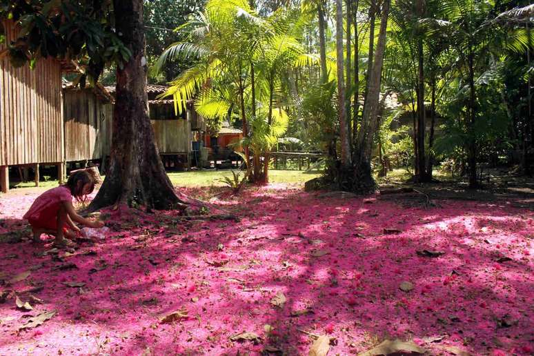 Flores de jambo, na Ilha do Combu 