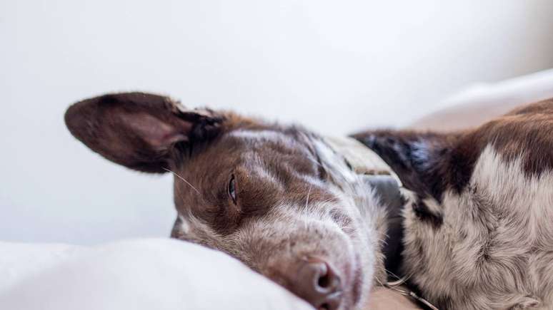 É normal quando cachorro chora dormindo? Se você for mãe ou pai desse peludinho, é possível que já tenha levado um susto com isso
