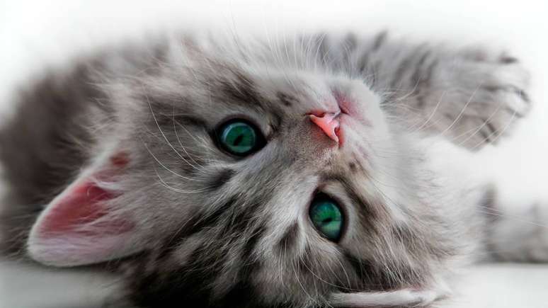 Um ambiente preparado &eacute; um dos principais fatores para que o gato se sinta confort&aacute;vel e seguro em casa &ndash; depositphotos.com / orhancam