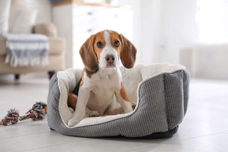 Toby &eacute; um nome muito comum entre c&atilde;es de comportamento calmo e leal 