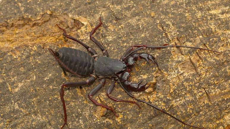 Durante o dia, os amblip&iacute;gios costumam ficar escondidos para evitar predadores e n&atilde;o perder &aacute;gua pela evapora&ccedil;&atilde;o &ndash; depositphotos.com / RealityImages