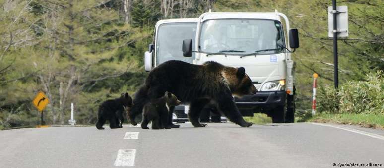 Família de ursos no Parque Nacional de Shiretoko, em Hokkaido</p><p>