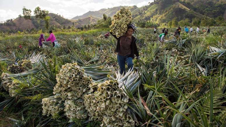 அன்னாசி இலைகளை பிரித்தெடுத்தல் Piñatex செயல்முறையைத் தொடங்குகிறது
