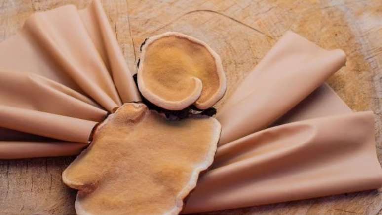 காளான்களிலிருந்து தயாரிக்கப்படும் துணி விலங்குகளின் தோலுக்கு ஒரு சாத்தியமான மாற்றாகும்