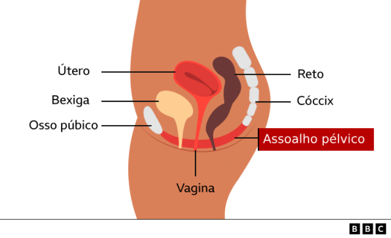 Diagrama anat&ocirc;mico da pelve feminina visto de lado. S&atilde;o identificados o &uacute;tero, a bexiga, o reto, o c&oacute;ccix, o osso p&uacute;bico e a vagina. Uma faixa vermelha na base indica o assoalho p&eacute;lvico, respons&aacute;vel por sustentar esses &oacute;rg&atilde;os.