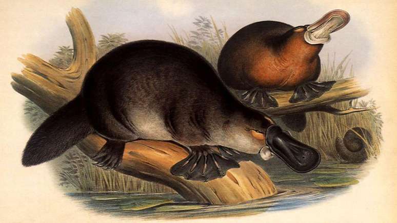 O ornitorrinco é um animal tão esquisito e sua fisiologia é tão contraditória em relação aos outros mamíferos que, no século 19, ele era comumente conhecido como o 'paradoxo'