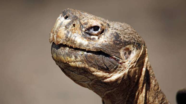 Entre as mais antigas do planeta, essas tartarugas s&atilde;o verdadeiras guardi&atilde;s da natureza e exemplo vivo da import&acirc;ncia da conserva&ccedil;&atilde;o &ndash; depositphotos.com / Andaman