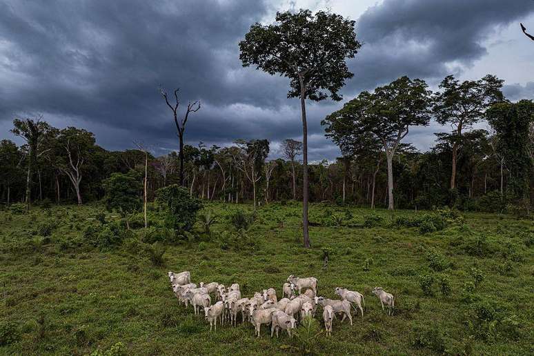Agricultura, pecu&aacute;ria, explora&ccedil;&atilde;o madeireira e minera&ccedil;&atilde;o t&ecirc;m impactado a floresta