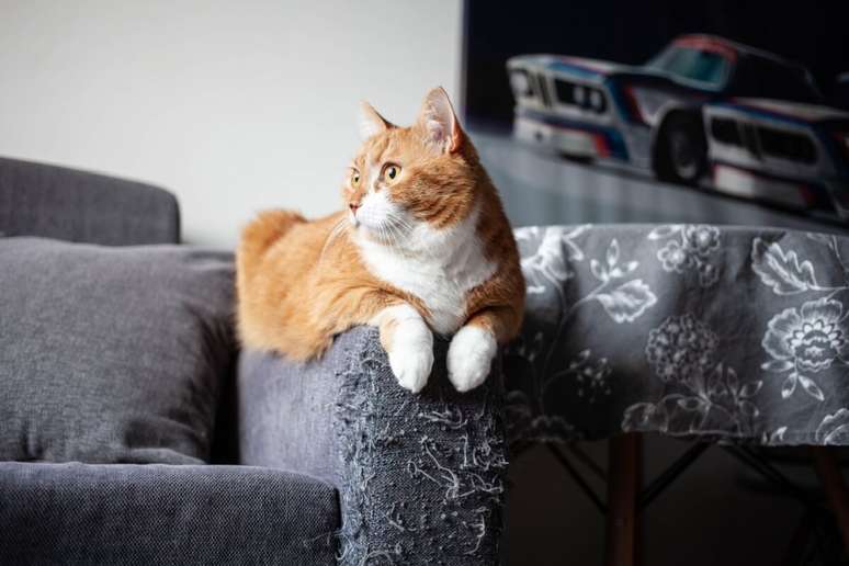 Os gatos arranham móveis como uma forma de comunicação e autocuidado
