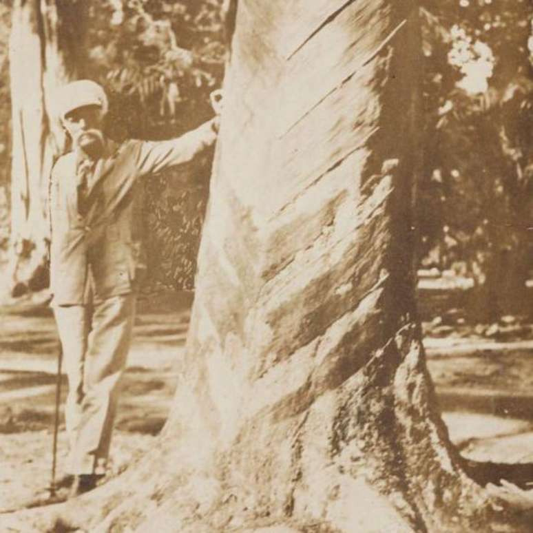 Wickham ao lado de uma seringueira plantada a partir de semente levada por ele da Amazônia