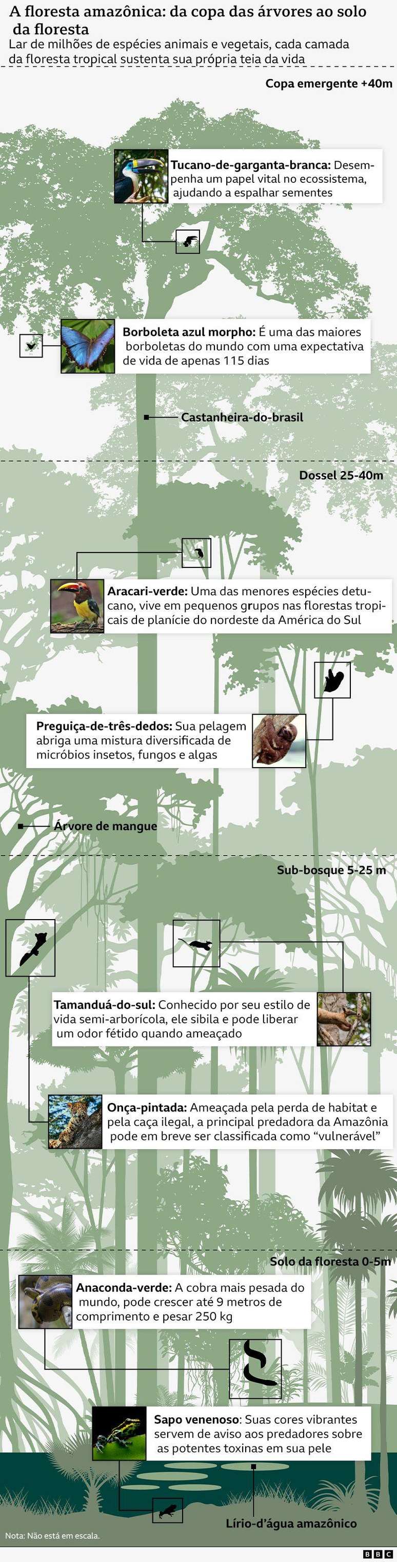 Infogr&aacute;fico mostrando algumas esp&eacute;cies de animais e plantas que vivem na Amaz&ocirc;nia