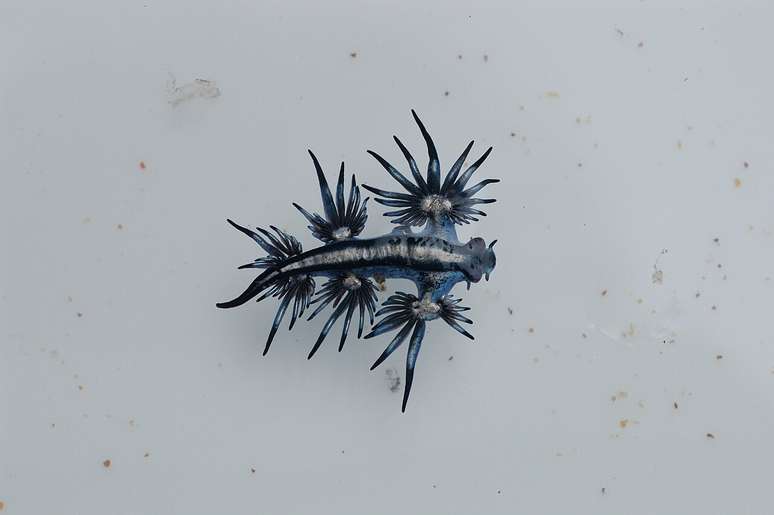 Com cores metálicas de azul, prata e branco, o Glaucus atlanticus flutua de barriga para cima, tornando-se difícil de identificar e aumentando os riscos de contato acidental – Wikimedia Commons/Doug Beckers